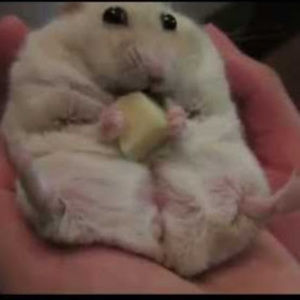 Meet your Posher, Greta